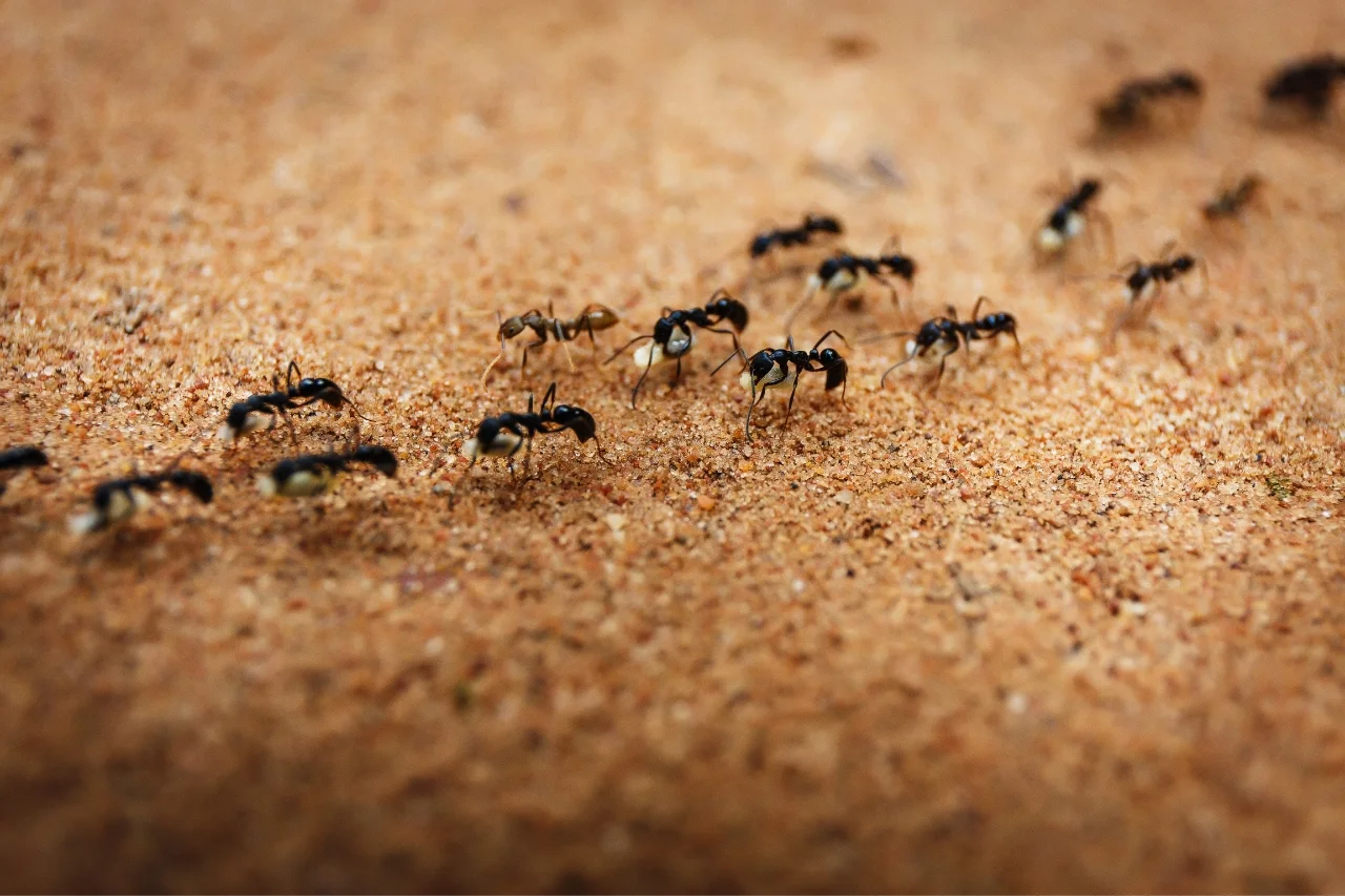 Ant control