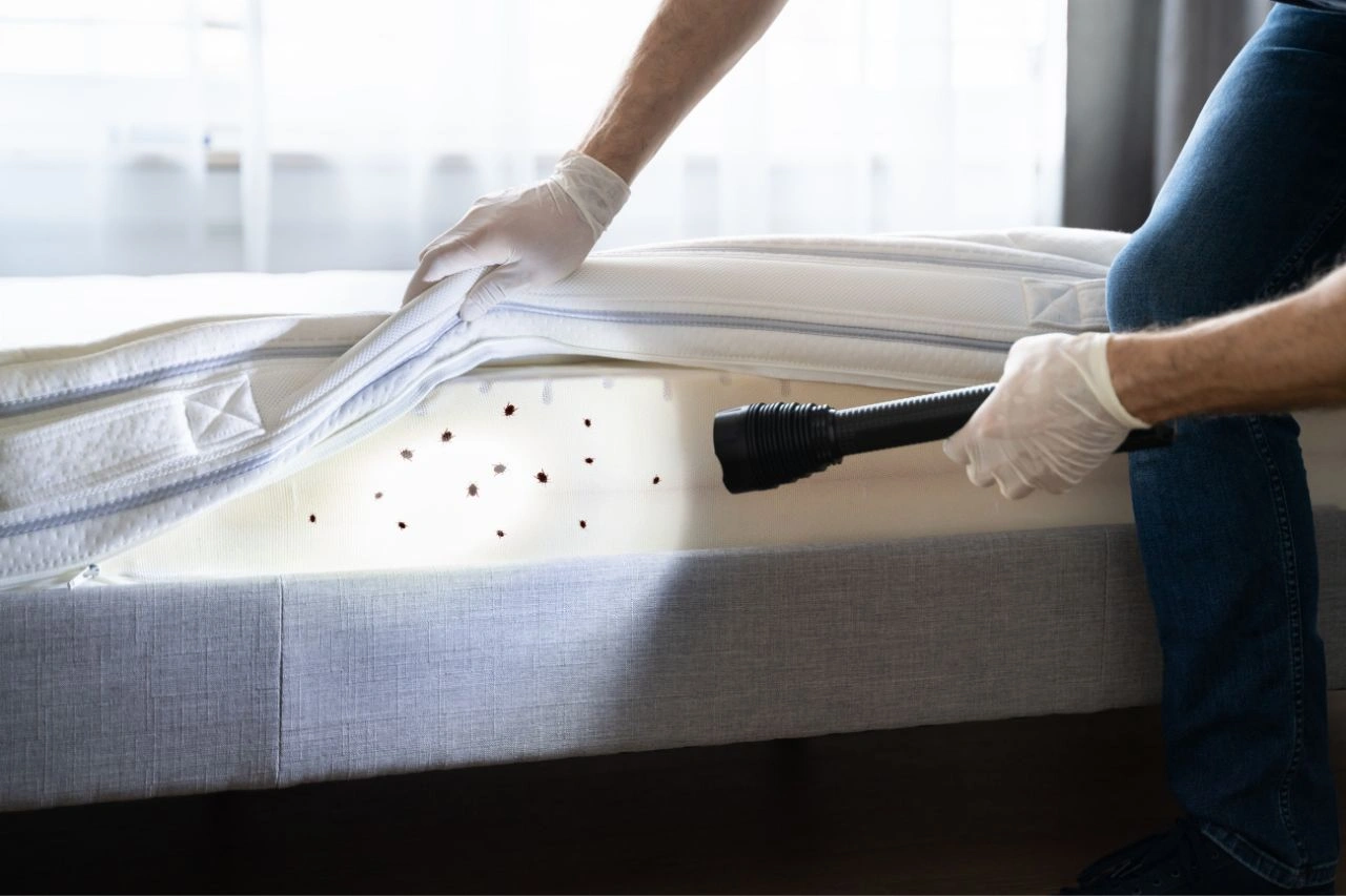 Bed Bug Removal
