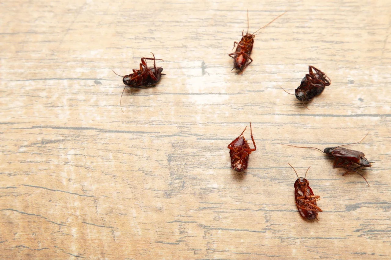 Roaches control